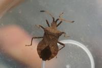 Coreus marginatus