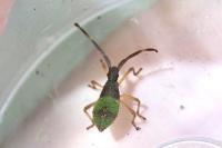 Gonocerus acuteangulatus