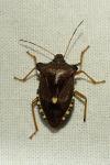 Pentatoma rufipes