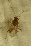Liorhyssus hyalinus