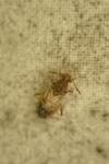 Liorhyssus hyalinus