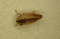 Philaenus spumarius