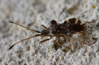 Centrocoris variegatus