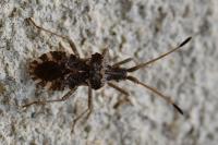 Centrocoris variegatus