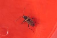 Xanthochilus quadratus