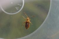 Stictopleurus