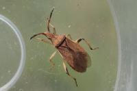 Ceraleptus lividus