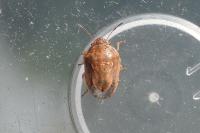 Neottiglossa leporina