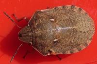 Eurygaster testudinaria