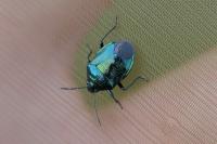 Zicrona caerulea