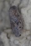 Metcalfa pruinosa