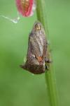 Centrotus cornutus