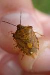 Carpocoris purpureipennis