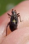 Hadrodemus m-flavum