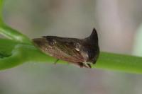 Centrotus cornutus