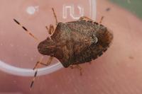 Peribalus strictus vernalis
