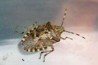 Rhaphigaster nebulosa