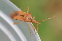 Gonocerus acuteangulatus