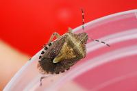 Dolycoris baccarum
