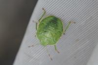 Palomena prasina