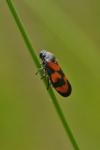Cercopis vulnerata