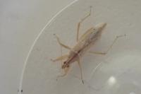 Nabis rugosus