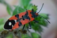 Lygaeus equestris