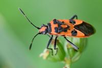 Corizus hyoscyami