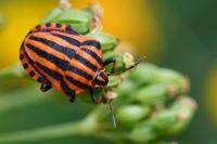Graphosoma italicum