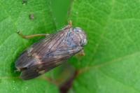 Jikradia olitoria