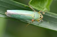 Cicadella viridis