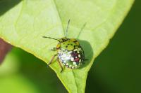 Nezara viridula