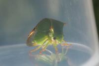 Stictocephala alta
