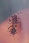 Corizus hyoscyami