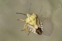 Carpocoris purpureipennis