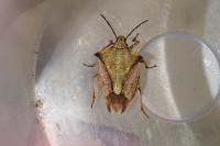 Carpocoris fuscispinus