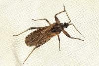Oncocephalus squalidus