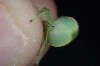 Acrosternum heegeri