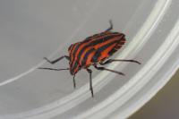Graphosoma italicum