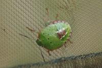 Nezara viridula