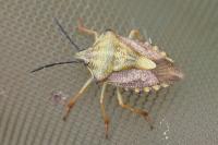 Carpocoris purpureipennis