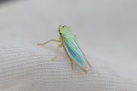 Cicadella viridis