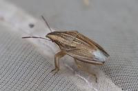 Aelia acuminata
