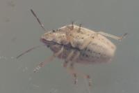Aelia acuminata