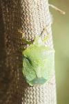 Nezara viridula