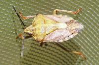 Carpocoris purpureipennis