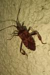Leptoglossus occidentalis