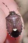 Holcostethus sphacelatus