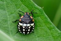 Nezara viridula