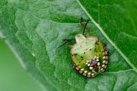 Nezara viridula